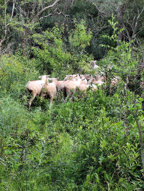 ovejas recuperadas e incautadas por la Policía 