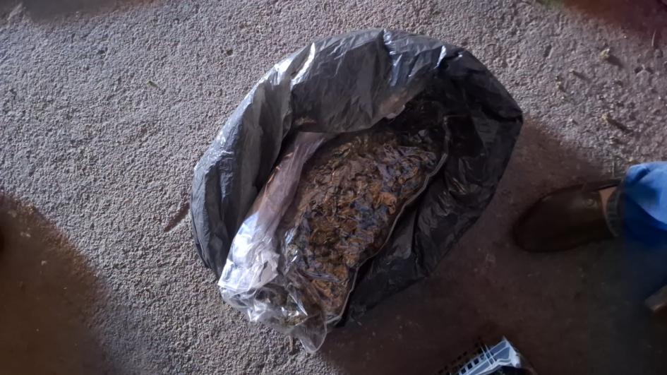 Cogollos de marihuana incautados. Cogollos de marihuana incautados.