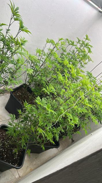 plantas de marihuana decomsiadas en los allanamientos plantas de marihuana decomsiadas en los allanamientos