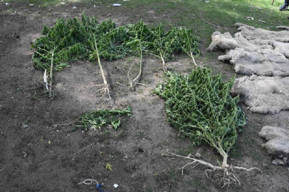 Plantas de marihuana incautada Plantas de marihuana incautada