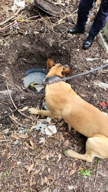 Perro detector de drogas inspeccionando el lugar Perro detector de drogas inspeccionando el lugar