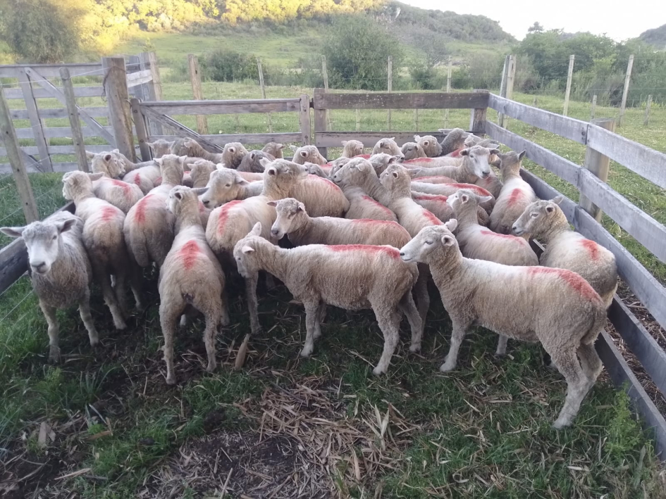 ovejas recuperadas e incautadas por la Policía 