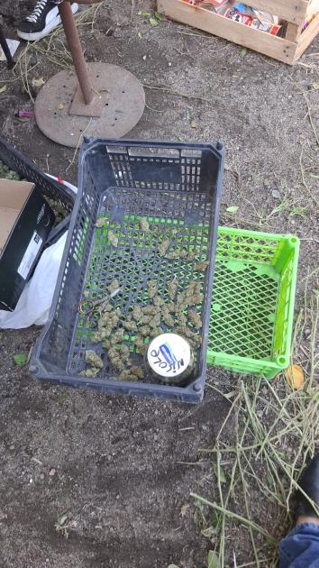 Cogollos de marihuana incautados. Cogollos de marihuana incautados.