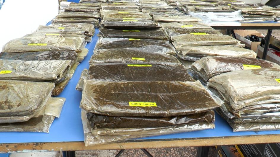 operación Serpiente, la Dirección General de Represión al Tráfico Ilícito de Drogas operación Serpiente, la Dirección General de Represión al Tráfico Ilícito de Drogas