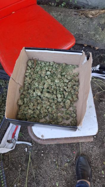 Cogollos de marihuana incautados. Cogollos de marihuana incautados.