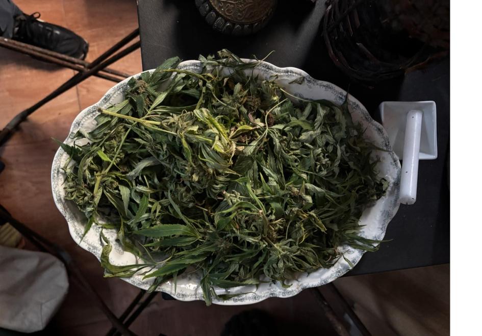 marihuana incautada marihuana incautada