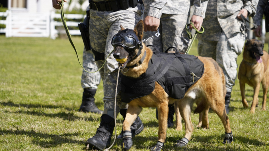 nuevo equipamiento K9 nuevo equipamiento K9