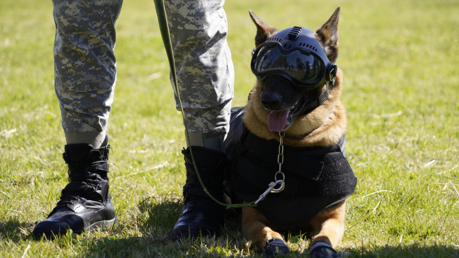 canes de la Unidad Táctica k9 con nuevo equipamiento canes de la Unidad Táctica k9 con nuevo equipamiento