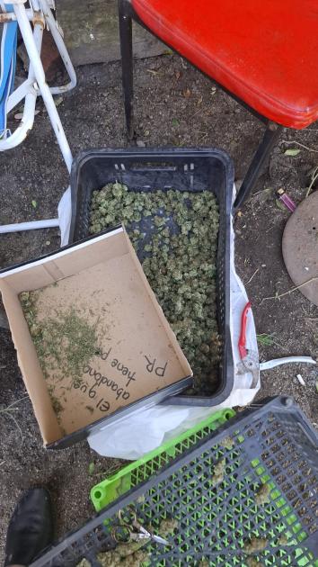 Cogollos de marihuana incautados. Cogollos de marihuana incautados.