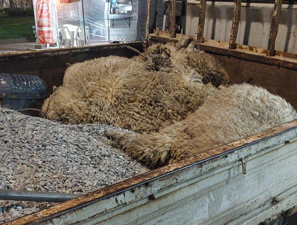 Ovejas y gravilla en camión. 