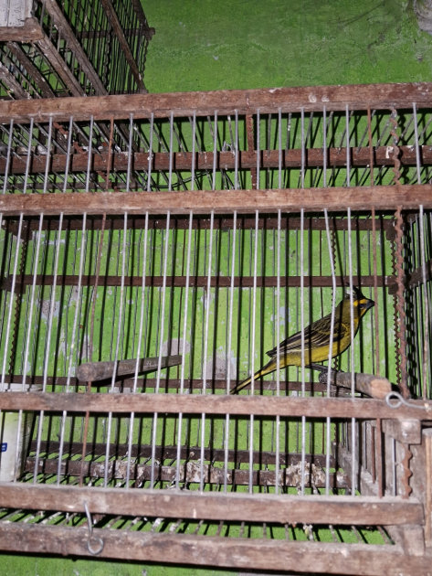 Ave incautada en jaula