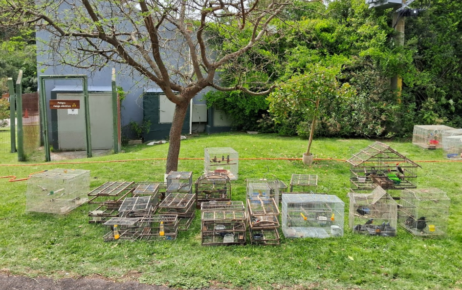 Aves incautadas en vivienda en Maldonado