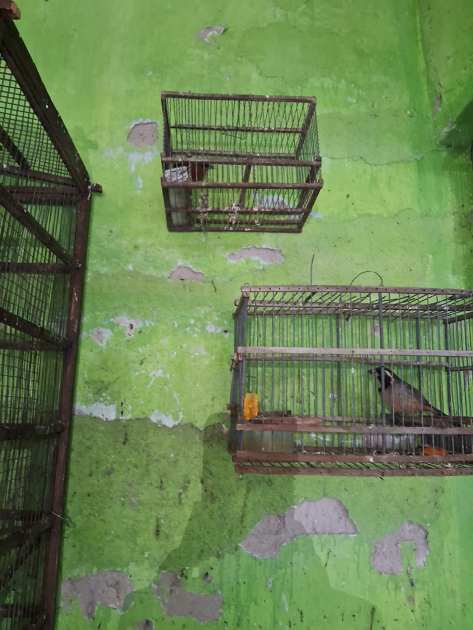 Aves incautadas en jaulas colgadas en paredes 