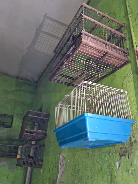Aves incautadas en jaulas colgadas en paredes 
