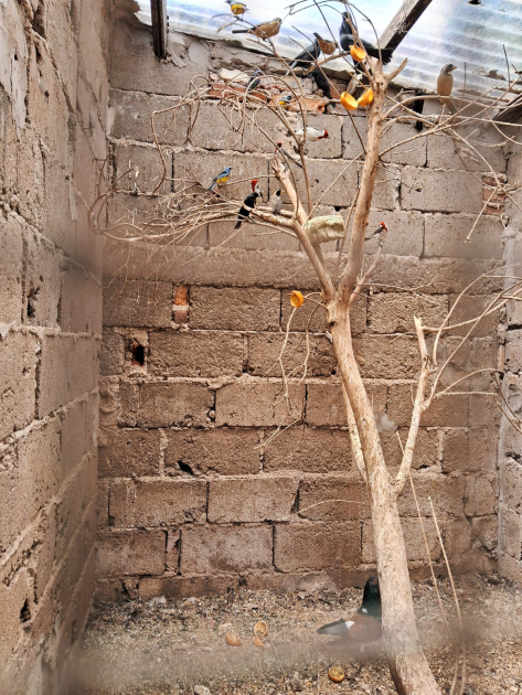 Aves incautadas sueltas en habitacion con pequeño arbol