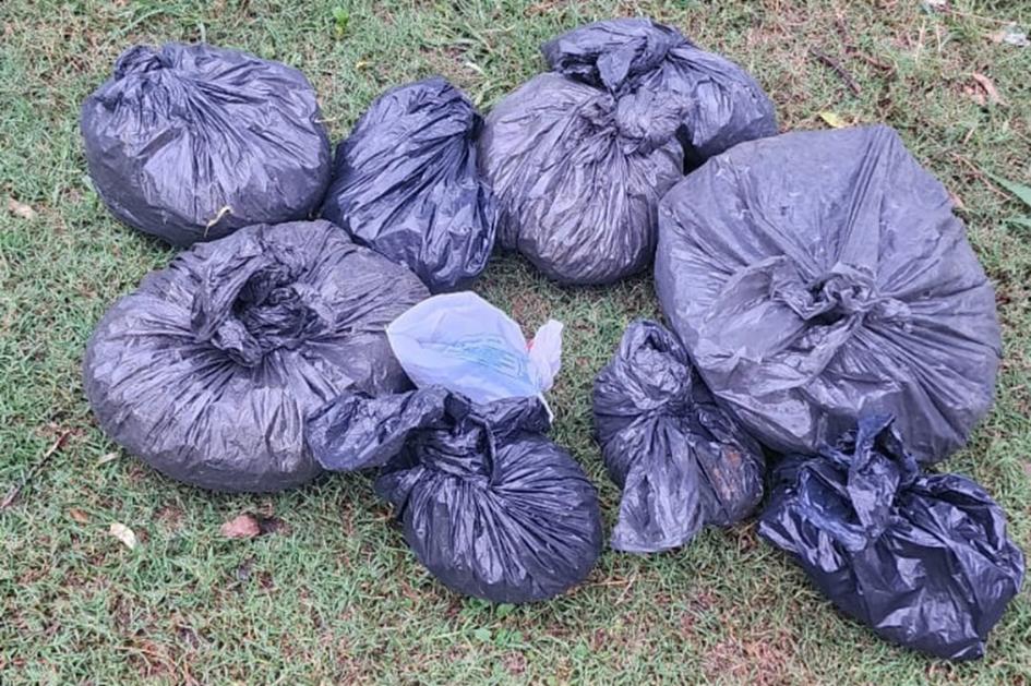 Bolsas con Plantas de Canabis Bolsas con Plantas de Canabis
