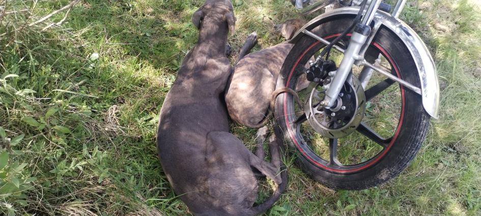 Dos de los canes Galdos intervenidos a los dos cazadores Dos de los canes Galdos intervenidos a los dos cazadores