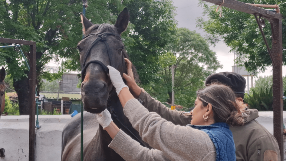 Examen veterinario a equino zaino Dra. Arbón Examen veterinario a equino zaino Dra. Arbón