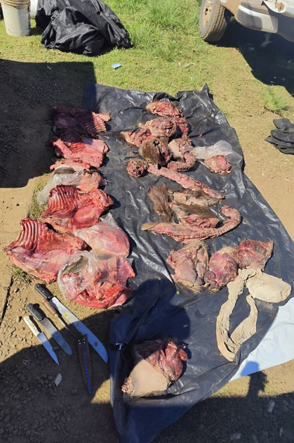 Carne de carpincho sobre nylon y cuchillos con chaira. Carne de carpincho sobre nylon y cuchillos con chaira.