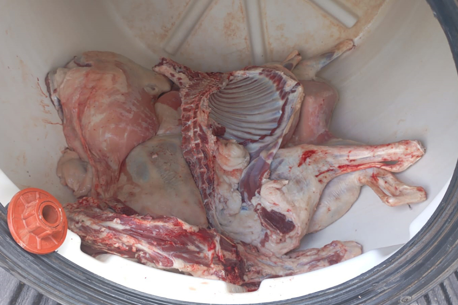 Carne producto de faena clandestina.