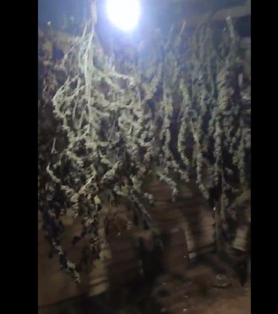 Cogollos de Marihuana incuatados en Solís de Mataojo Cogollos de Marihuana incuatados en Solís de Mataojo