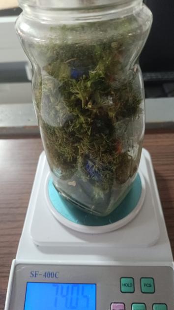 marihuana incautada en los allanamientos marihuana incautada en los allanamientos