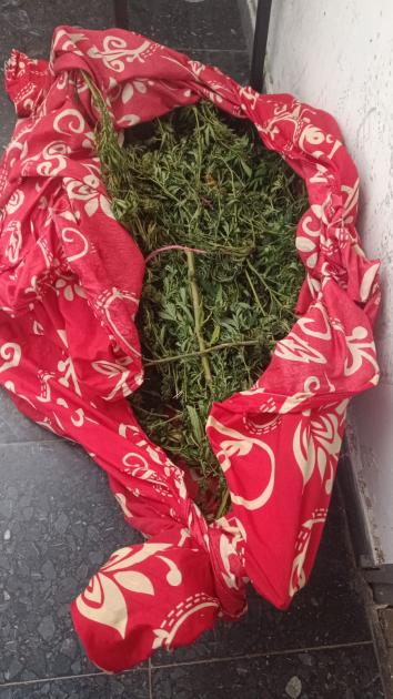 plantas de cannabis incautadas en los allanamientos plantas de cannabis incautadas en los allanamientos