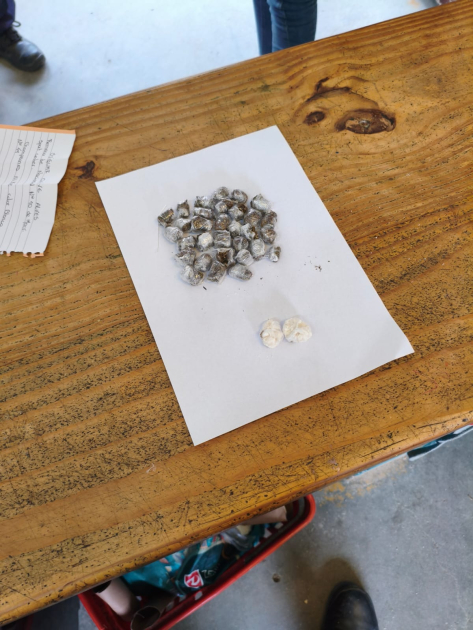 Dosís de droga incautada en revisoria de INR 17 Campanero