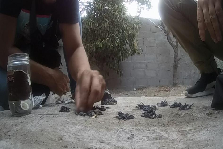 Drogas Colonia Policías contando droga incautada