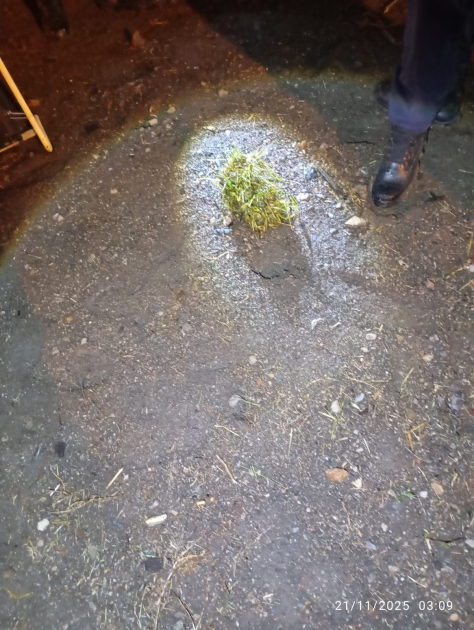 Envoltorio armado con pasto camuflando celulares 