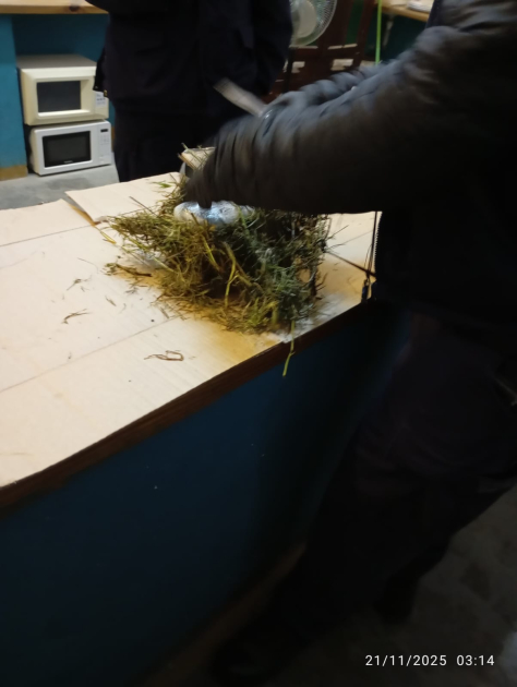 Envoltorio con pasto camuflando celulares