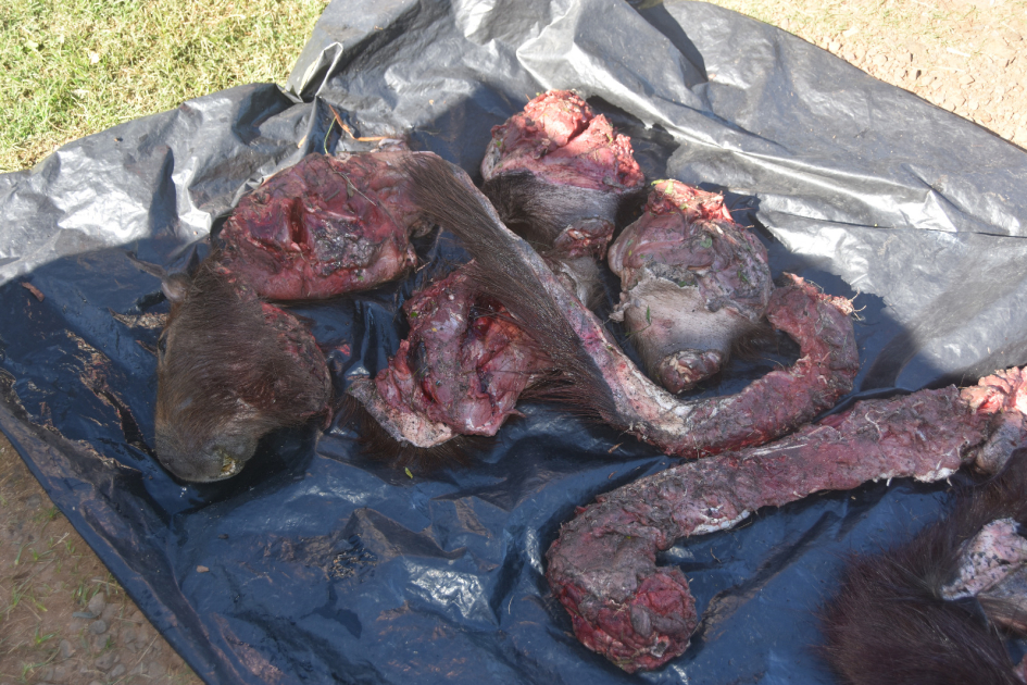 Fotografía de carne de carpincho incautada