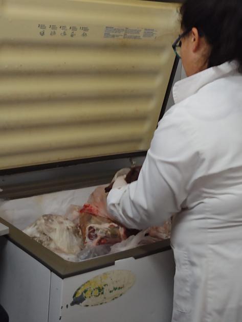 Funcionaria de INAC analisando carne en frezzer Funcionaria de INAC analisando carne en frezzer
