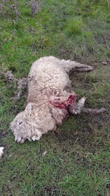 Canes causan daños y muertes de ovinos en zona rural de Flores Ovinos heridos producto de mordeduras