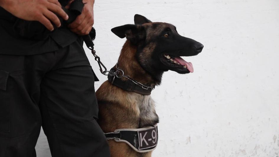 Condenado por homicidio, porte y tenencia de armas de fuego perro policía sentado con un collar y una cadena sostenida por un funcionario policial