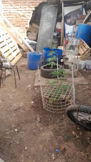 Plantas de Cannabis incautadas en allanamiento Plantas de Cannabis incautadas en allanamiento