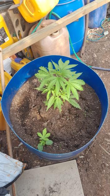 Plantas de Cannabis incautadas en allanamiento Plantas de Cannabis incautadas en allanamiento
