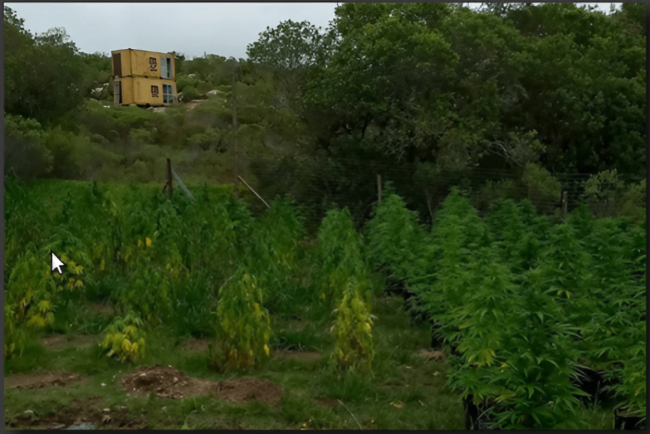 Incautación de Marihuana campo con plantas de marihuana