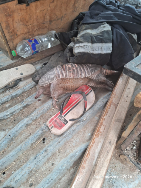 Interior con tatú muerto en camioneta intervenida por Seccional 2da