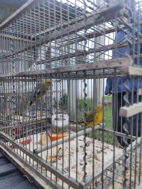 Intervencion de DINABISE y BDSR con aves silvestres Intervencion de DINABISE y BDSR con aves silvestres