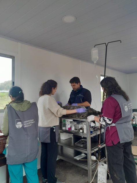 Veterinarios en Sala del vertedero Municipal Sala sanitaria móvil de veterinarios