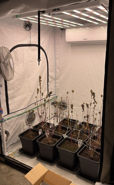 Laboratorio de produccion de Cannabis