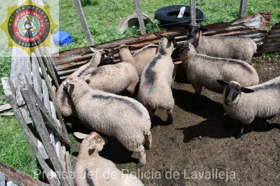 lanares raza SUFFOLK lanares raza SUFFOLK