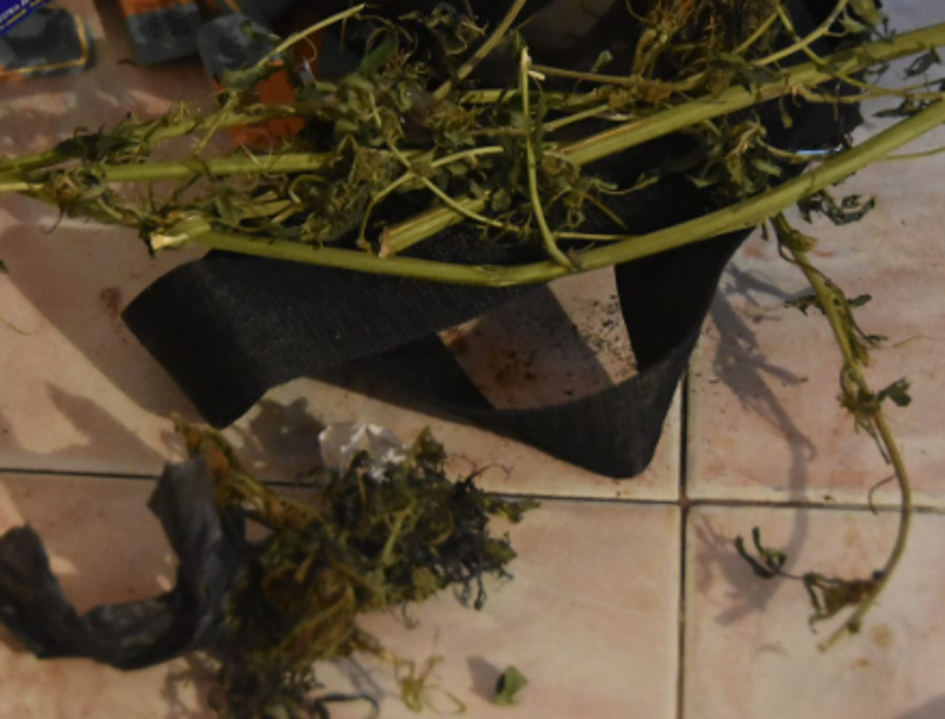 Incautación de Marihuana en la referida operación Incautación de Marihuana en la referida operación