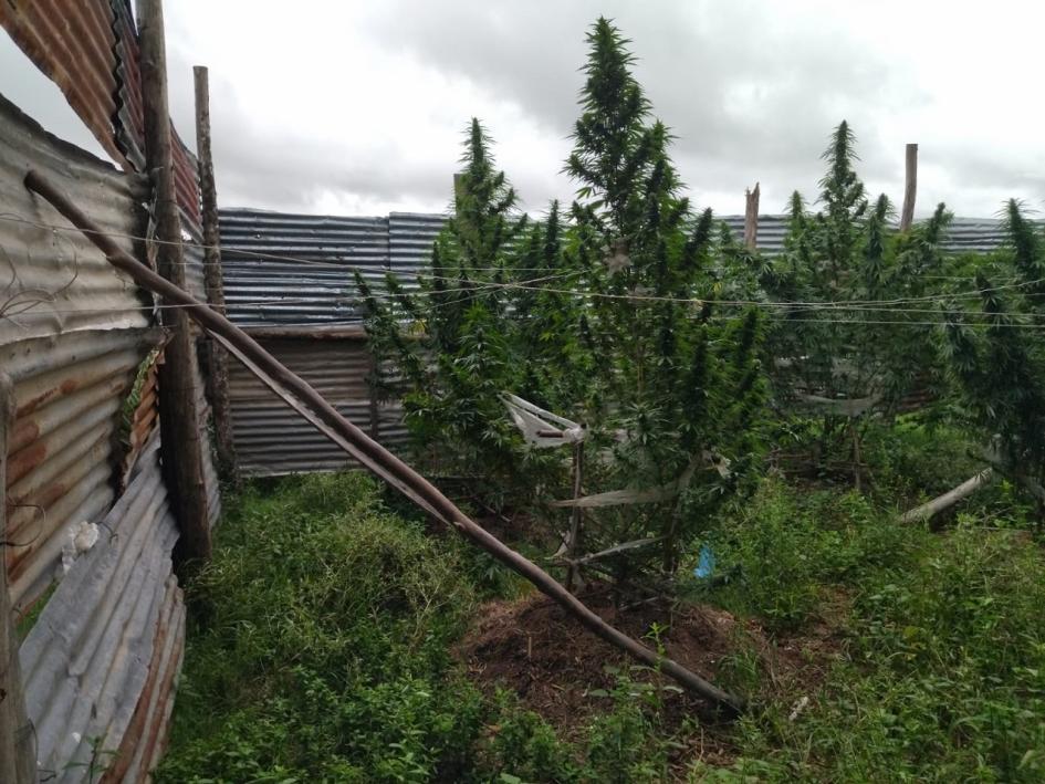 Plantas de marihuana en pie Plantas de marihuana en pie