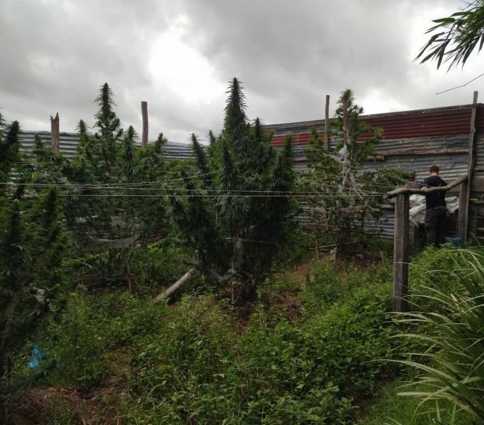 Plantas de marihuana en pie Plantas de marihuana en pie