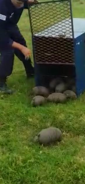 Mulitas Mulitas