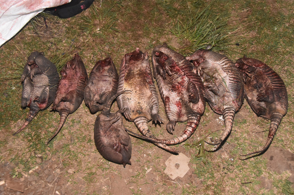 Ocho tatúes muertos