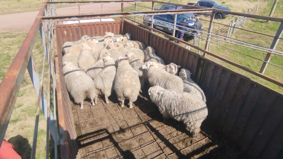 Ovinos cargados en un camión