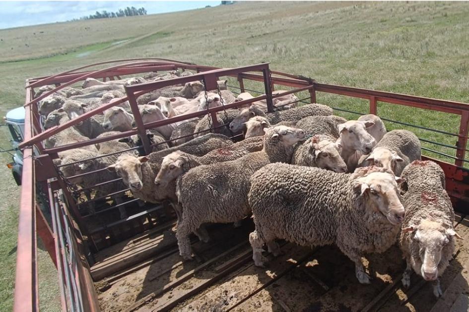 Ovinos en carrocería de camión. Ovinos en carrocería de camión.